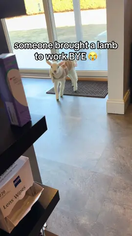 I passed immediately. 🪦  #cutebaby #cuteanimals #babyanimals #sweetie #cute #lamb 