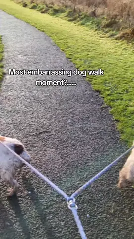 Will never stop laughing at myself in this video 🤣🤣🤣 they were so pleased with themselves too 🐾🐾 #dogtok #dogmom #dogmum #springerspaniel #spaniel #springer #dogmomlife #funnydog #fail #fall #funny #embarrassing 