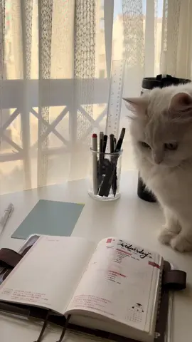 January Flipthrough #planning #planwithme #creatorsearchinsights 