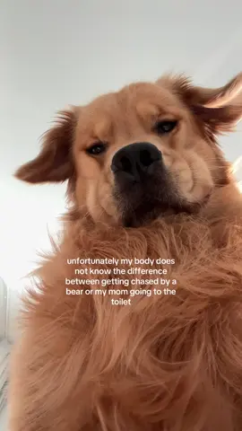 woopsie! credit to @Duke The Golden #goldenretriever #goldenretrieverpuppy #goldensoftiktok 