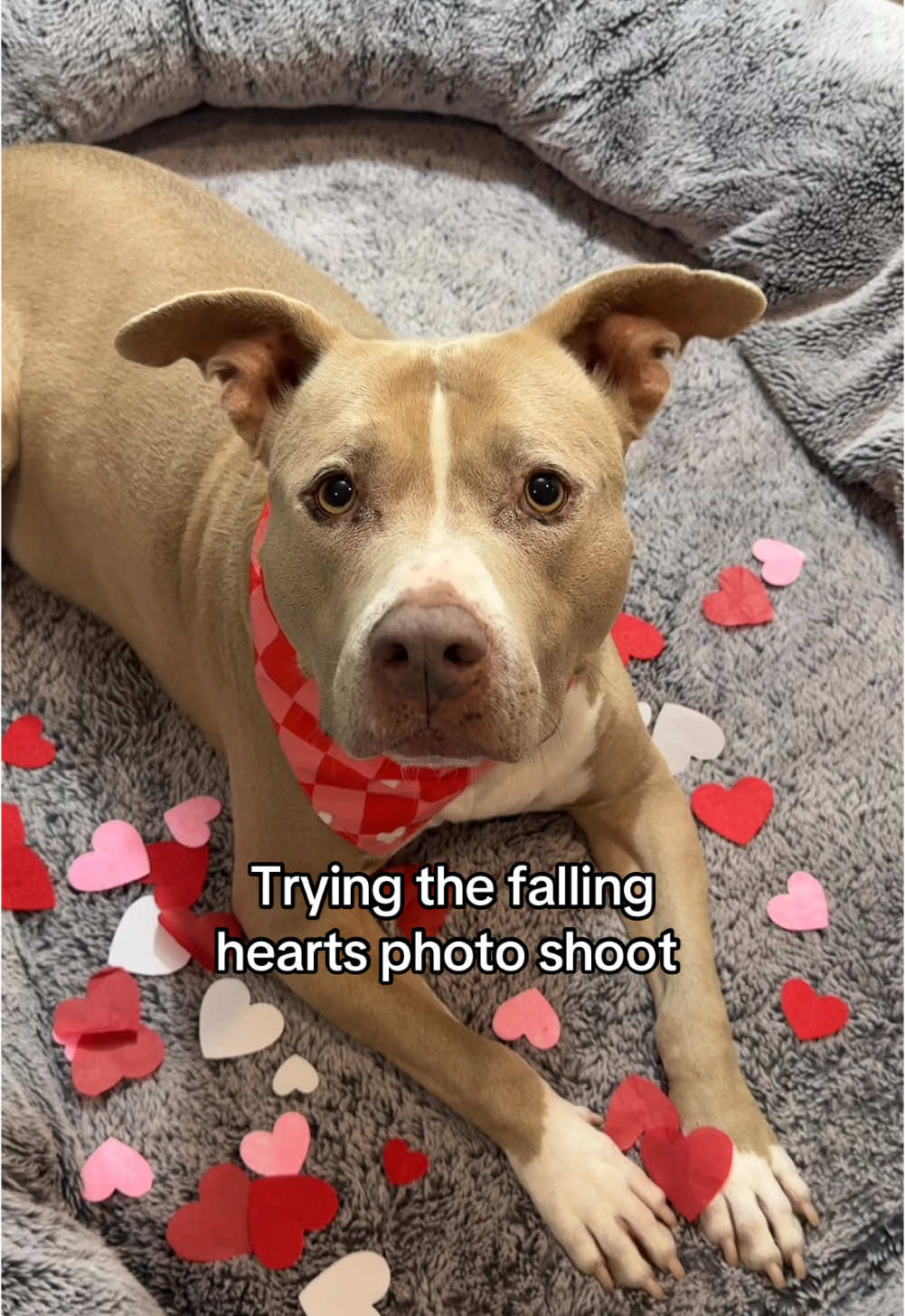 Smucky just wanted to catch all  the hearts. #dogs #dogvideos 