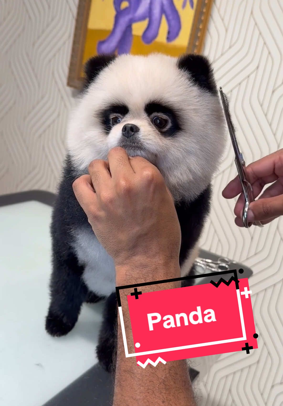 Mickey the Panda-ranian 🐼 #cutedog #pomeranian 