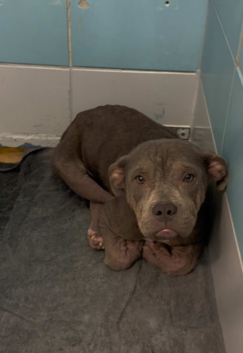 It’s always so hard to say I had a favorite of the day because they’re all so sweet and deserving of being someone’s favorite ☹️ #adoptdontshop #volunteer #houstontx #rescuedog #shelterdog #fosteringsaveslives 