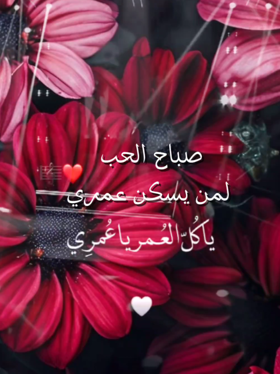 صباح_الحب_لروح_تسكن_عمري#🕊❤️ #🤍#❤️ #صباح_الحب #يا_كل_العمر #صباحيات #حب_وغرام #صباح_الورد #عشق #غرام #حبيبي #Morning_Love#flowerdiaa 