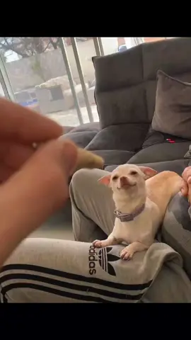 helicopter niki niki 😂 #pet #foryou #PetsOfTikTok #fypシ #chihuahua #dog 
