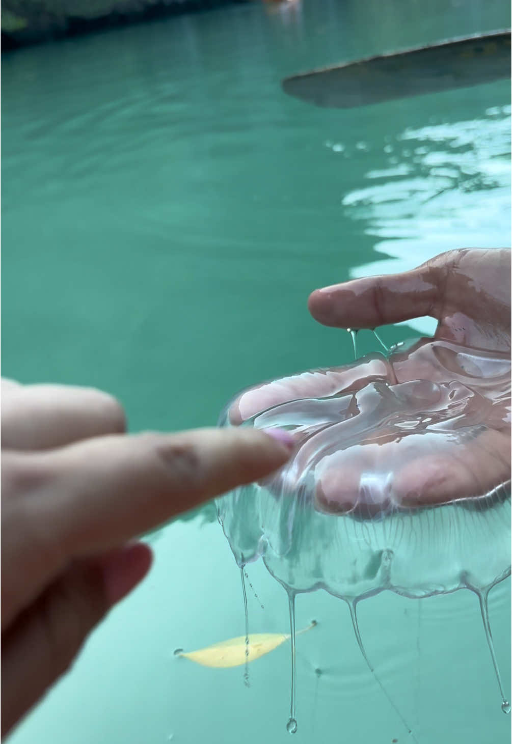 My tour guide picking up a jellyfish , he went above and beyond for me ! The kindness here is unmatched . If you ever go to El nido Philippines, take tour A , it was amazing , all the views !  Also little reminder , don’t do this on your own or mess with animals , we are in their home ! 