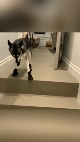 When a dog wears shoes for the first time #dog #pet #animals #funnyvideo #usa🇺🇸 