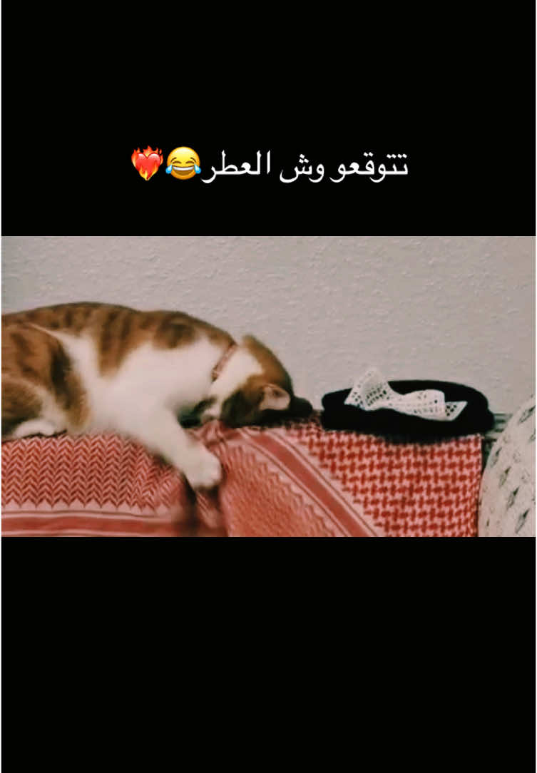 تعلمو من عذبه الحب♥️✨#محسن #المملكه_العربيه_السعوديه🇸🇦 #ابها #اكسبللور #مطل_السحاب_أبها #حب #مياو #بستي #بساس #جمال 