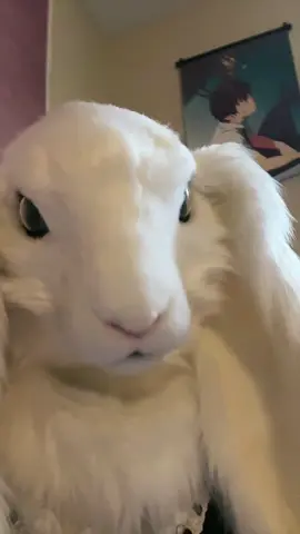 YAHHH COOLL AFF BUNNY 🥰🥕🥰🥕#furry #furryfandom #fursuit #cool #goth #fyp 