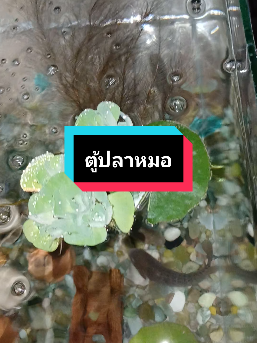 ตู้ปลาหมอ ดินเผาตกแต่งตู้ปลาเป็นที่อาศัยหลบซ่อนของปลา ตกแต่งปรับภูมิทัศน์ #panlaone #เปิดการมองเห็น #ฟีดดดシ #เทรนด์วันนี้ #ttsแจกรางวัล #ttsแจกรางวัลรับวาเลนไทน์ #เลเวลอัพกับtts #ตกแต่งตู้ปลา #ปลาหมอ #เลี้ยงปลา #เลี้ยงปลา #ปลา #ดินเผาบ้านปลา #บ้านปลาดินเผา #อุปกรณ์ตกแต่งตู้ปลา #แต่งตู้ปลา #tiktokshop 