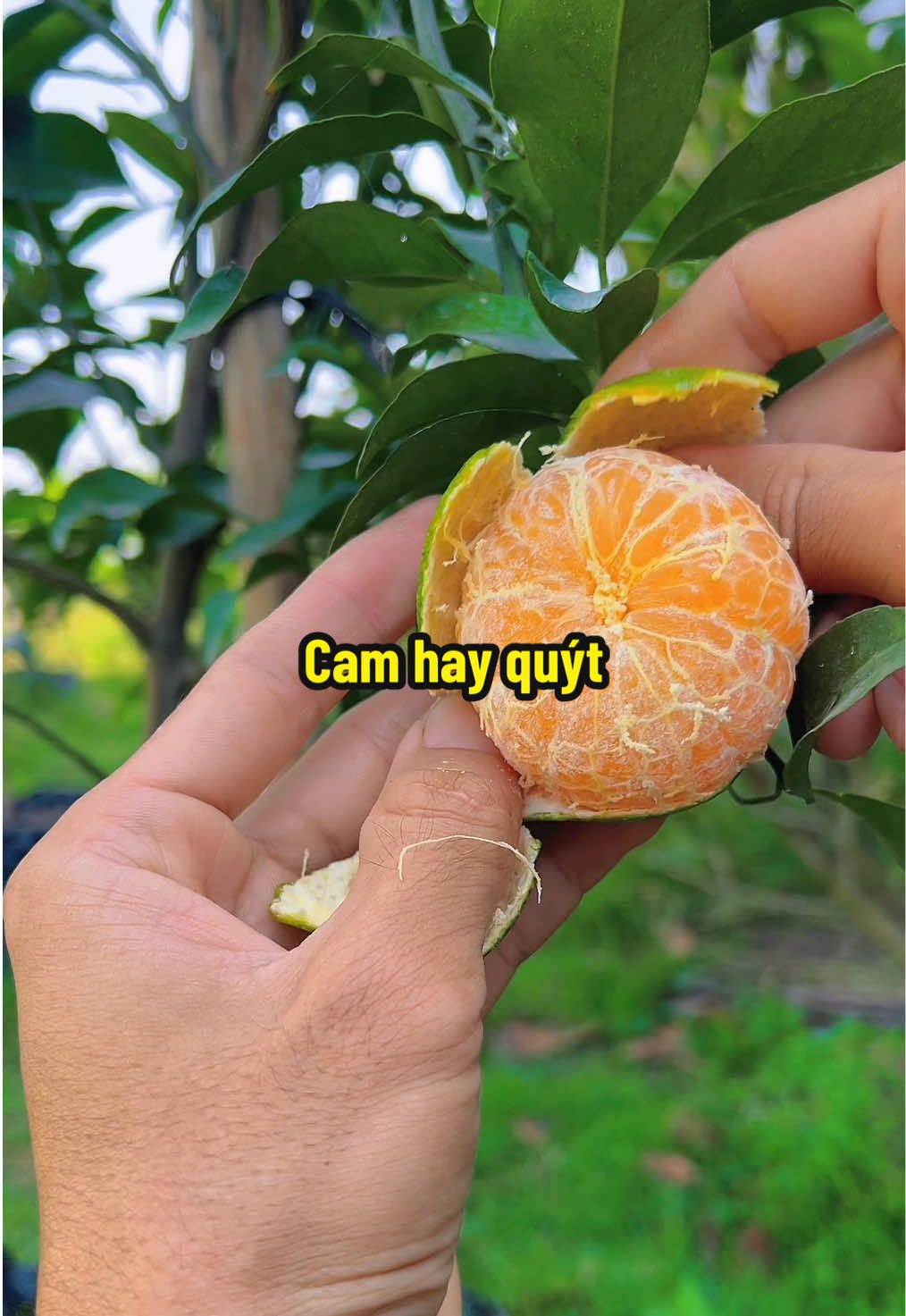 Cam đường canh hay quýt đường ? #hienonha 