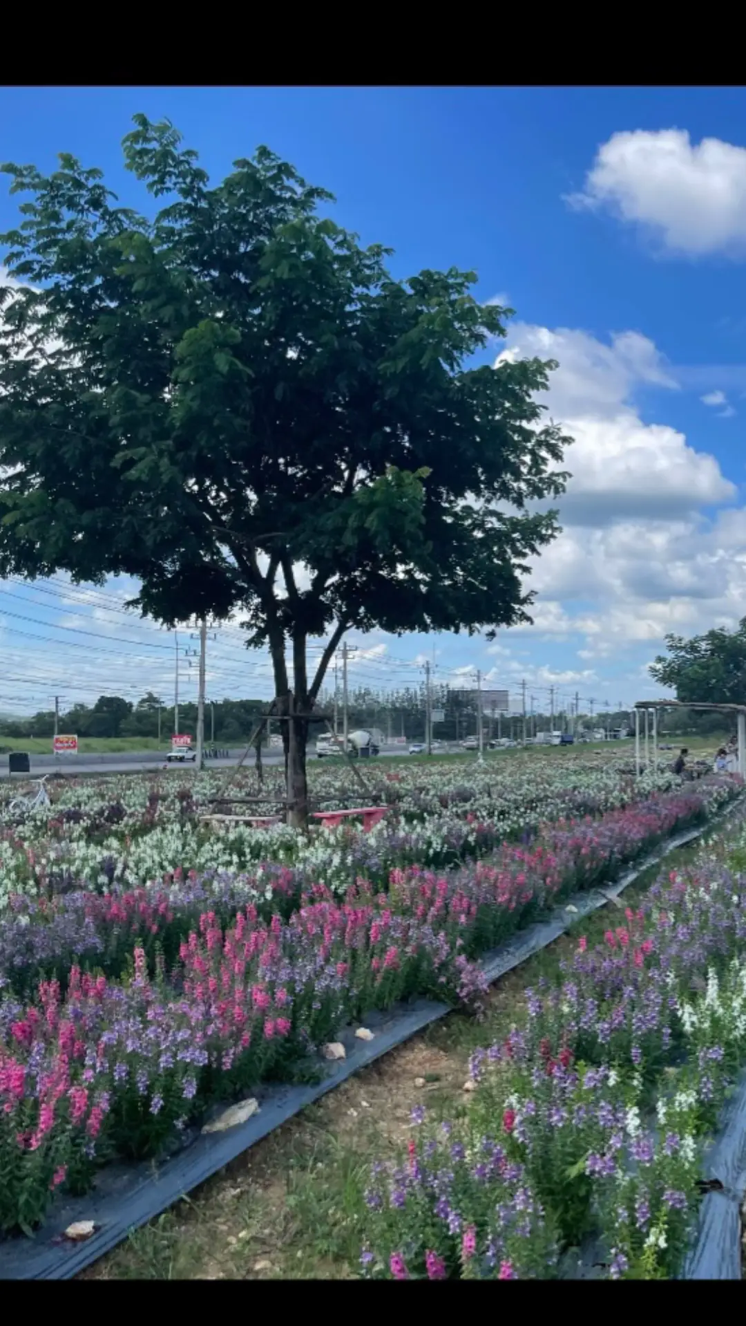 #วิวสวย#สดใส #☀️☀️ #