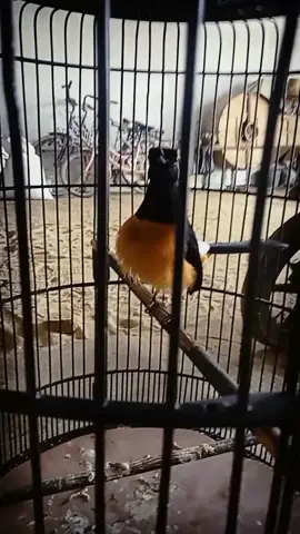 Pancingan murai macet bunyi #sekedarhoby😎 #kicaumania #muraiborneo #fypシ゚viral 