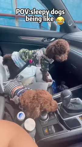 Sleepy dogs😂😂#dog #dogsoftiktok #tiktok #funnydog #fyp #usa🇺🇸 #pet 