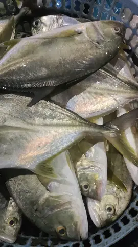 ikan rambeu #ikansegaraceh #ikansegar #ikanpancing #kemamahaceh #frozenfood #kulineraceh 