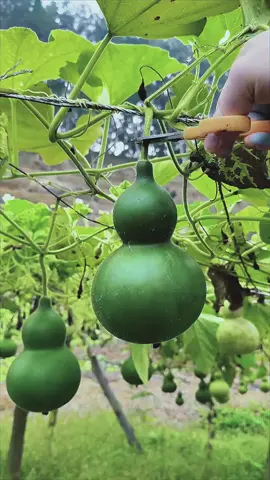 #antique #Gourd #handwork #fyp #calabash #fun 