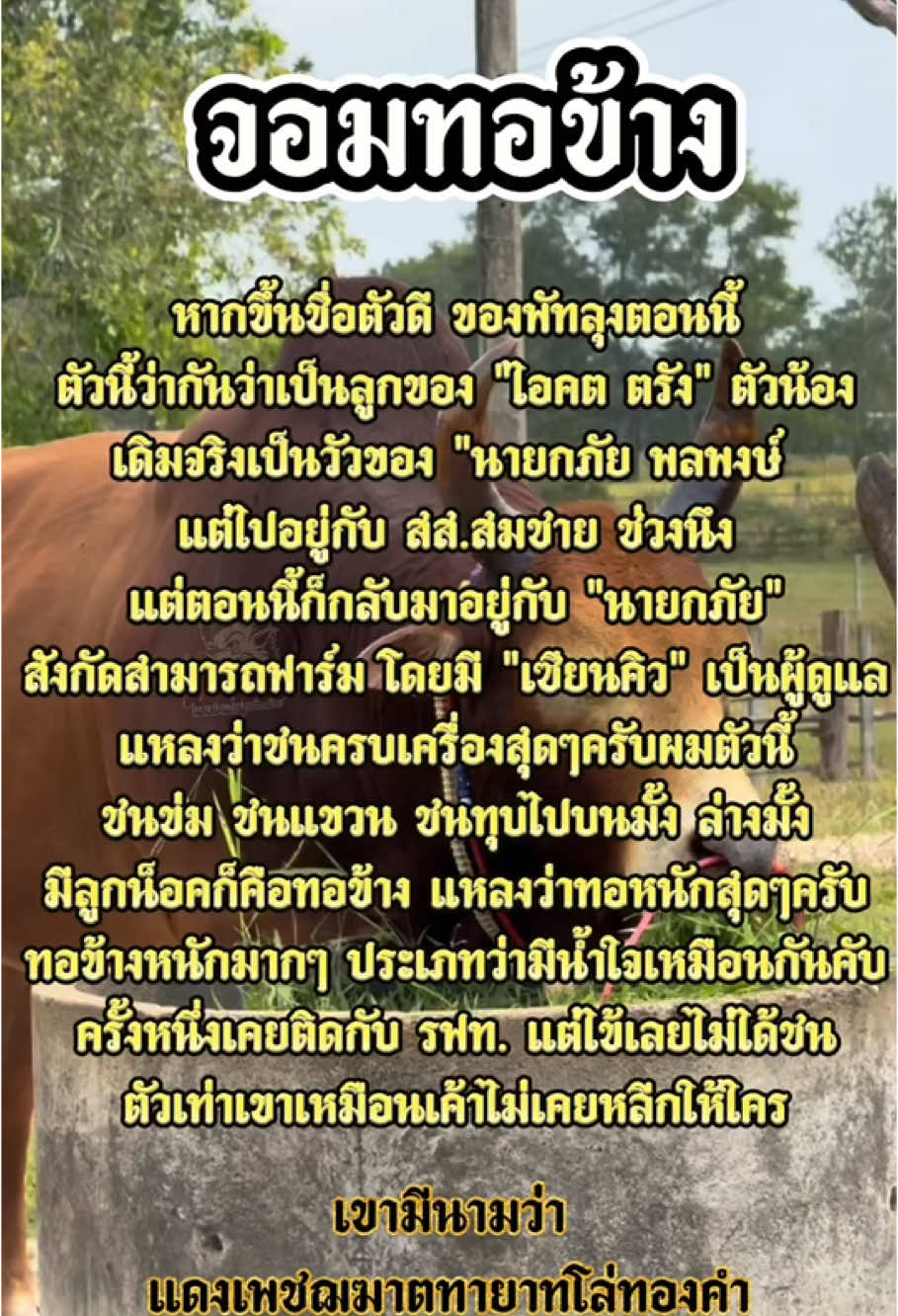 ดาวรุ่งฟอร์มดี #แดงเพชฌฆาตทายาทโล่ทองคํา #แดงเพชฌฆาตทายาทโล่ทองคํา🛡️💯 #สามารถฟาร์มวัวชนแดนใต้🐂❤️ #เด็กหัวรั้ว #หลวงหมูเด็กหัวรั้ว #ประวัติวัวชน #วัวชน #วัวชนแดนใต้ #วัวชนเงินล้าน💸💸 