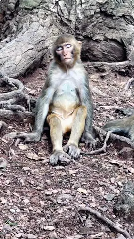 #tiktok #monkey #foryou 