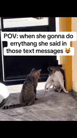 Cats are soooo funny 😄 😻😽 @ thatlukevybz #cats #fyp #romanticizeyourlife #toxica #badgyal 