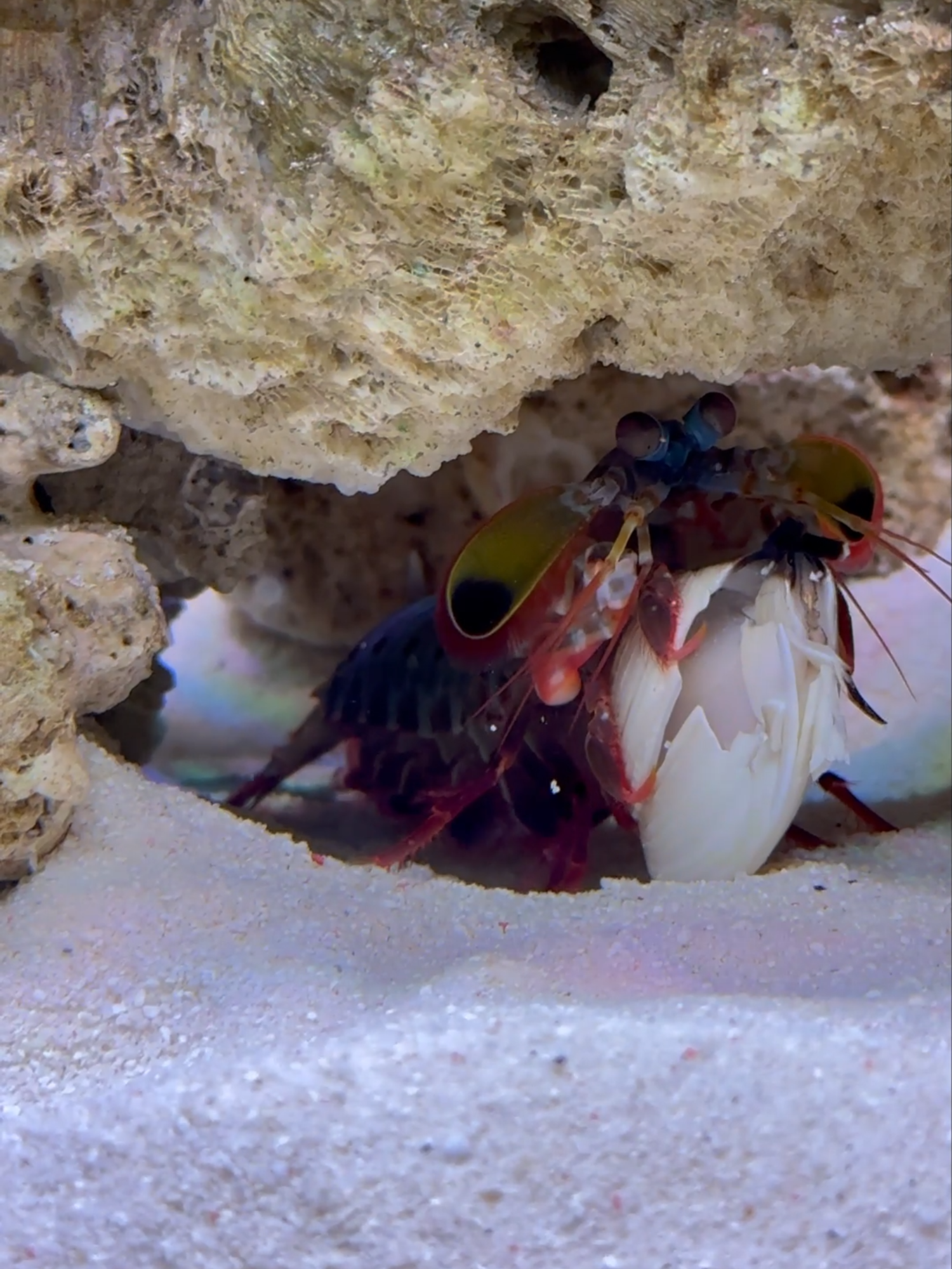 Two punch can break that clam. What.......??😱😱