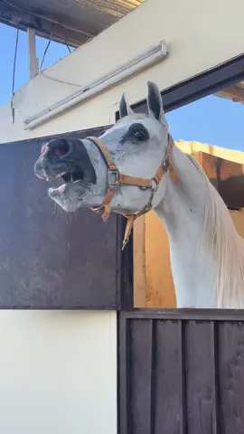 ‏إدارة الملفات خيل وخياله 🎠 سكاكا الجوف اذكروا الله خيل عربي اصيل  تصويري _ 📸   اكسبلوررر   capcut ..🤍#الهاشتاقات_🐎 