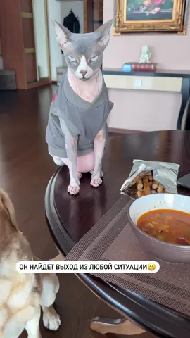 Интересно, а как он будет есть ложкой?😂 #labr_deni