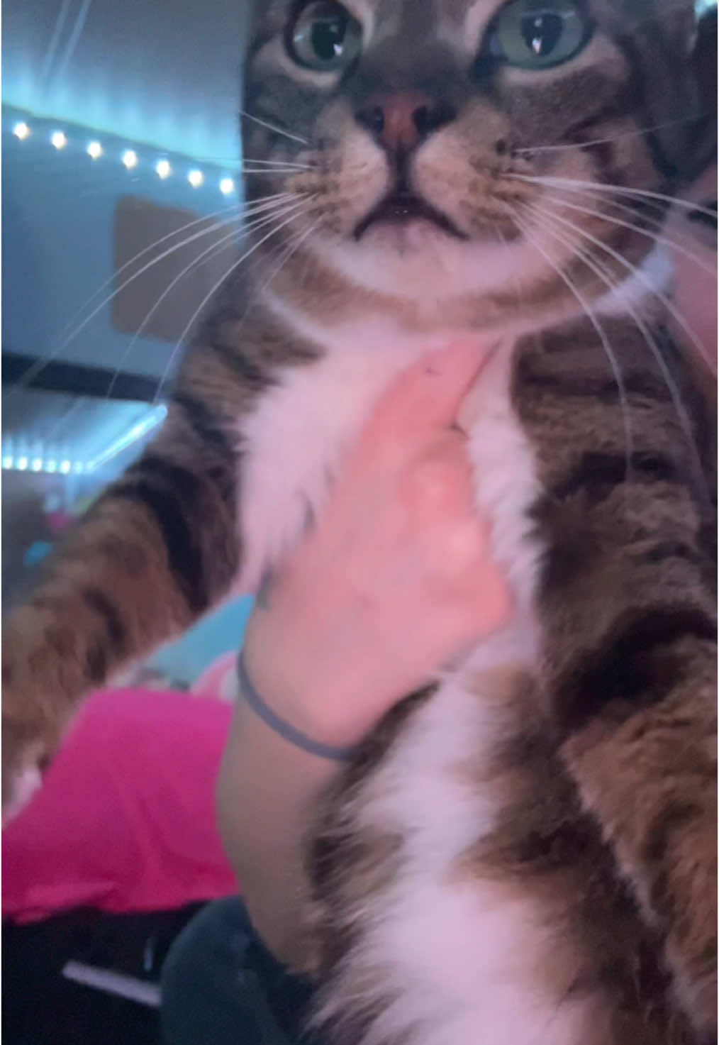 #fyp #meow 