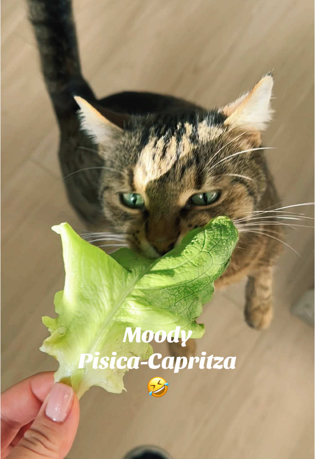Pisicile voastre mănâncă salate? 🐱🥬🥗 #catoftiktok #cats #catlover #petcat #mycat #fyp #mybaby 