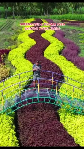 INA'S GREENSCAPE & FLOWER FARM, BAROTAC NUEVO, ILOILO #fyp  #iloilo  #iloilocity  #contentcreators  #contentcreation  #iliketheview  #creatorsearchinsights  #meteorgarden 