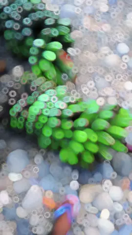 #kurirpisang  # maaf ya nona krjaku cuman bgini bukan seperti impian mu yg berseragam 🙂