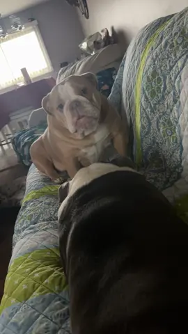 LIFE WITH PECAN! One of Pecan’s favorite activities is being the annoying little sister. #lifewithPecan #oldeenglishbulldogs #dogsoftiktok #attitudeproblem #fyppppppppppppppppppppppp #pecansworld #mommasgirls #furbaby #Pecan#Pandathebigsister🐾