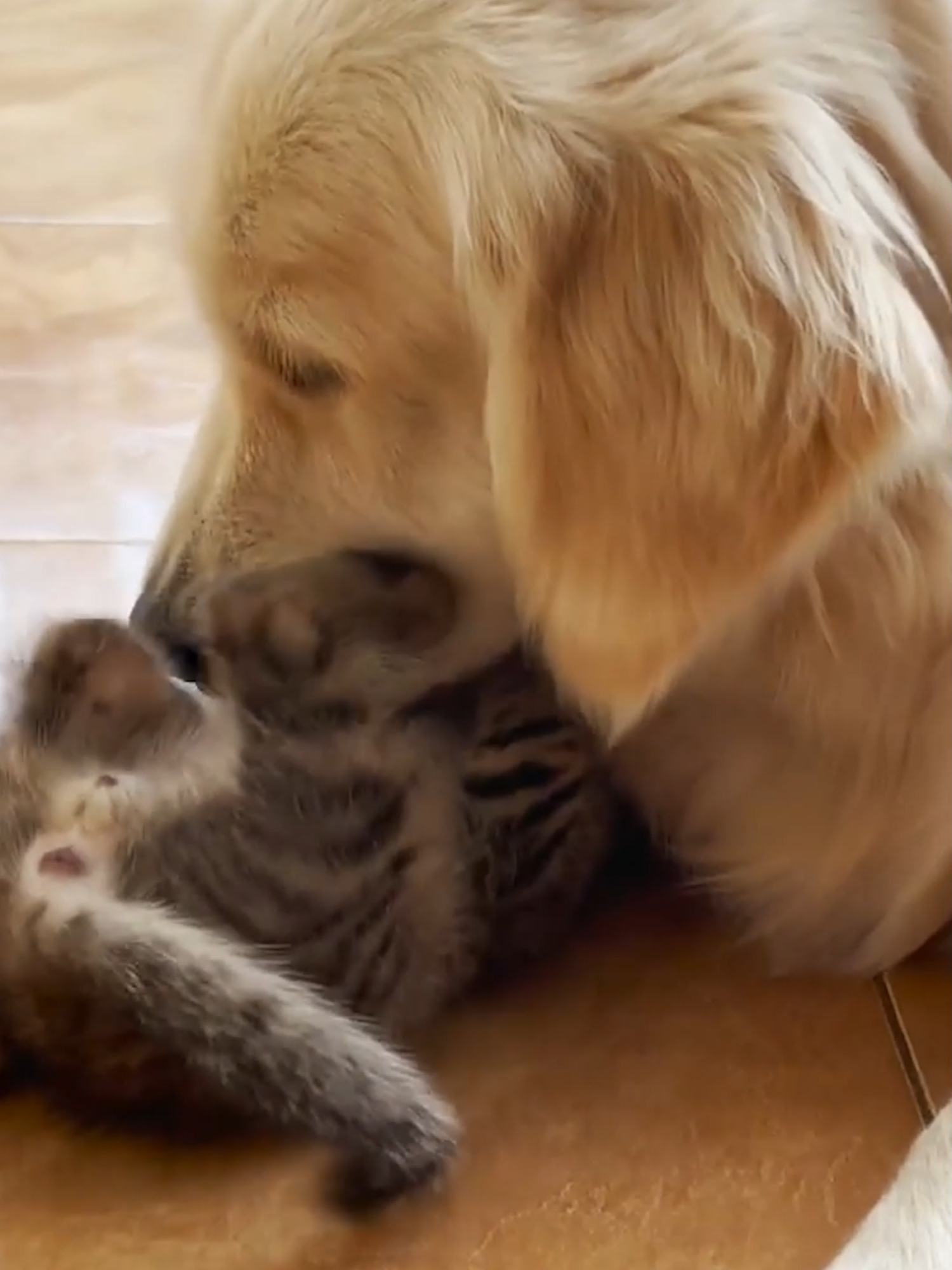 Golden Retriever and Tiny Kitten Friendship! (So Funny!!) 🐶🐱💖 #GoldenRetriever #KittenLove #DogAndCatFriends #PetBuddies #FunnyPets #CutenessOverload #AnimalFriendship #CuteAndFunny #PetLove #AnimalCompanions #GoldenRetrieverKitten #FunnyAnimals #PetsOfTikTok #BestFriendsForever