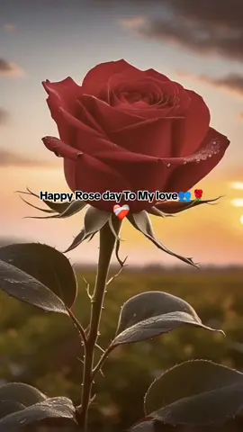 मेरो सबै तिम्रो ल माया👩‍❤️‍👨🌹love you👥💝#rosedayspecial #happyroseday🌹 #tomyeverything❤️😍 #dedicatetomylove❤️ #mysoulmate #tomypyaroboyfriend💐💗 @King Khotange⚔️🦁love you dalle @TikTok Nepal 