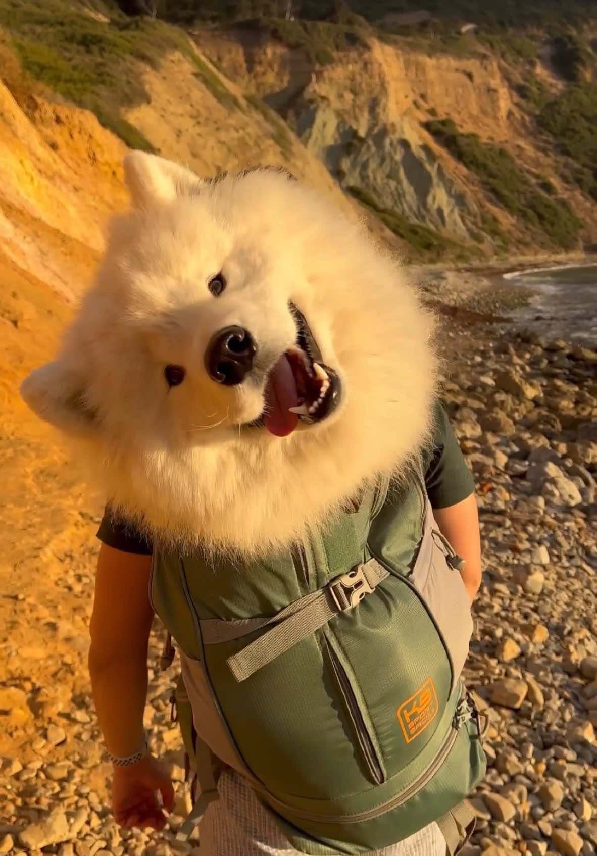 This is just a whole vibe ✨🤭🐻‍❄️ #gwenchana #dog #samoyed #dogbackpack #fluffydog 