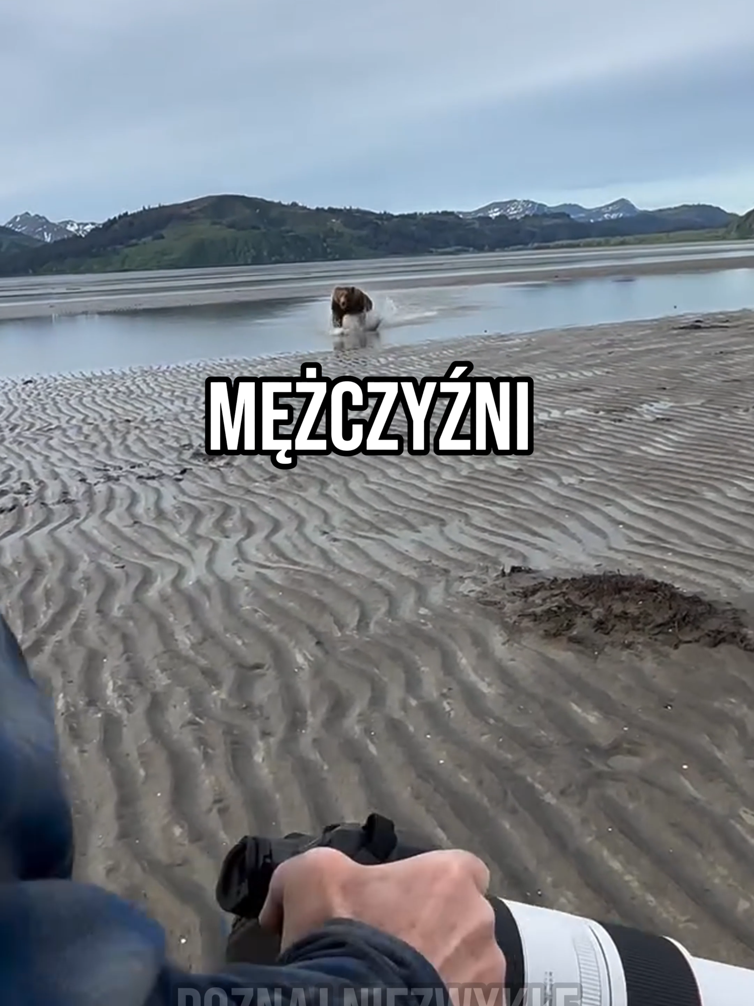 Wściekły Niedźwiedź Rzuca się na Fotografów! 🐻 Credit: @scenicbearviewing #ciekawe #dziwne #fakty #polska #fyp #viral