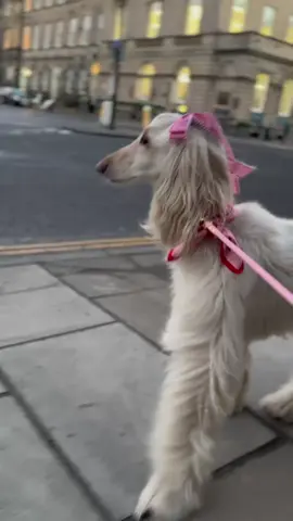 Waiting for romance to blow me away! As I step closer to The Big Day (begins with a V), I’m manifesting all this romance with a touch of pink. Now off I trot to meet the girls for a few post-work Manhattans. What are your plans?  #Valentines #Romance #Galentines #AfghanHound #Dog #Edinburgh 