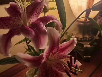 i'm not afraid of you now #fyp #moodboard #viral #views #funkystuff #whimsical #adriannelenker #comfort #foryoupage #maximalism #tiffanylamps 