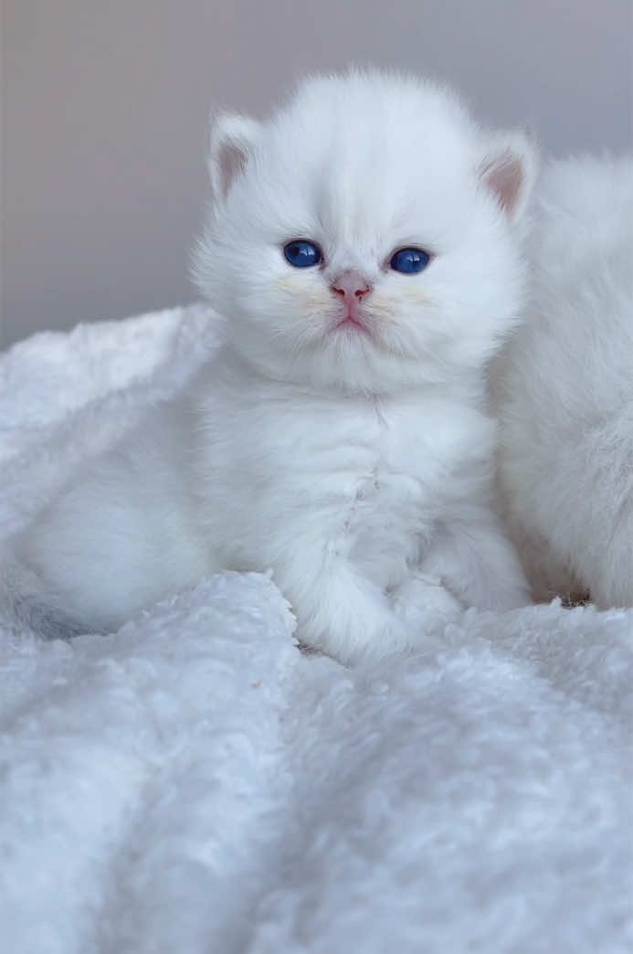Watch me grow - don’t say I didn’t warn you 👀❤️ #fyp #cuteanimals #cutekittensoftiktok #kitten #sale 