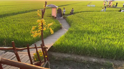 Nghe nói chỗ này đang hót 🥰 #muagiolen #triton #angiang #xuhuong #fyp #chill 