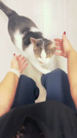 Kuschelzeit❤️ #tommy_derkater 