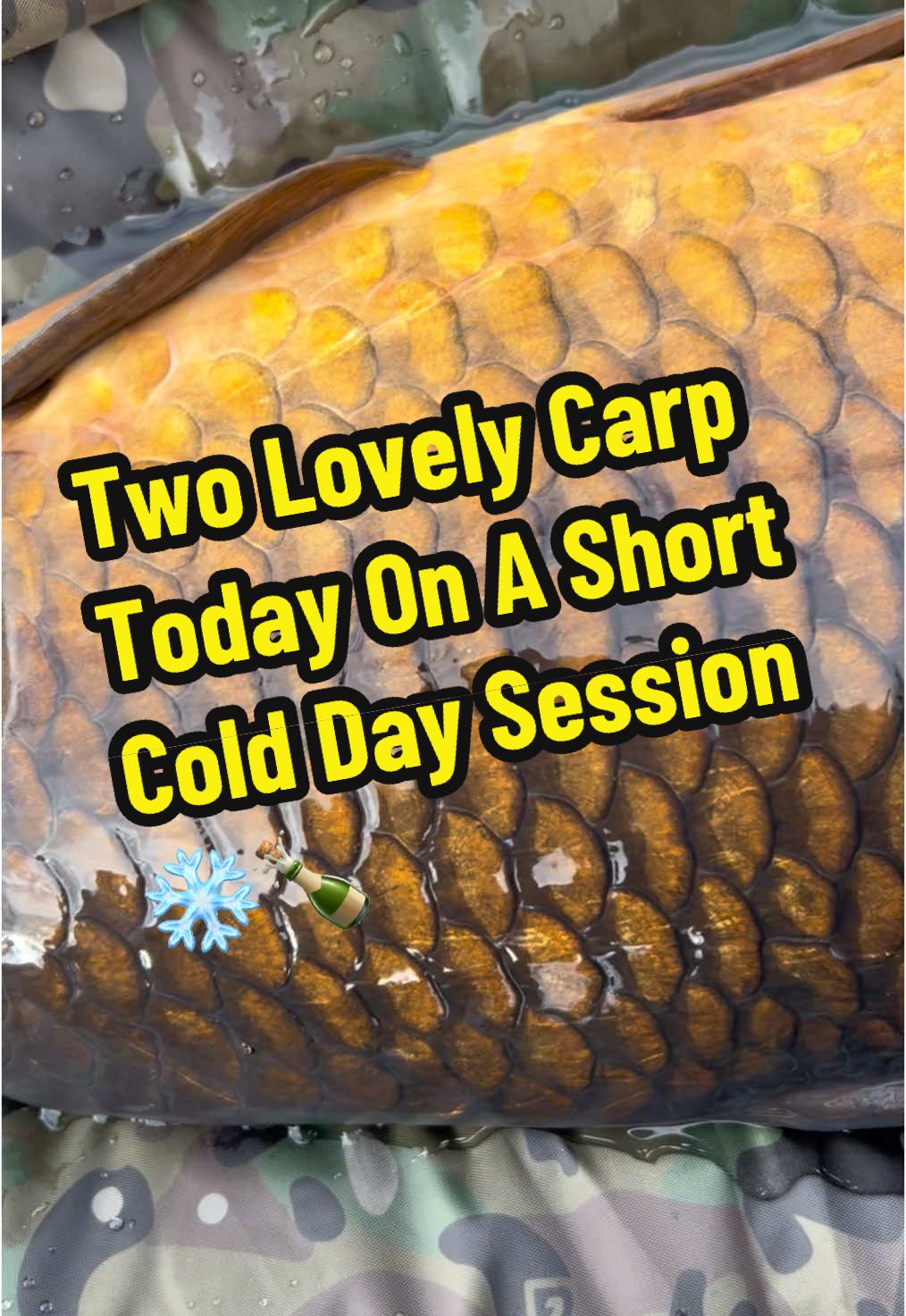 Effort equals reward 🙌💯 A short day session today filming with Elevate Baits and we managed two beautiful commons.  When we arrived it was absolutely Baltic and with cold easterly winds and high pressure we was always up against it but persistence and the right bait application brought us two opportunities.  Sweetcorn pillows over my ever faithful Maple Winter mix.  Have you been out angling and have you had any Joy, never give up when it’s cold the rewards feel so much more earnt than the summer months.  @Elevate Baits  @swimbookerUK  #2025 #fyp #elevate #elevatebaits #eb #maple #carp #carpfishing #angling #cold #content #common #fishing #Outdoors #thegreatoutdoors #f #i #s #h #i #n #g 