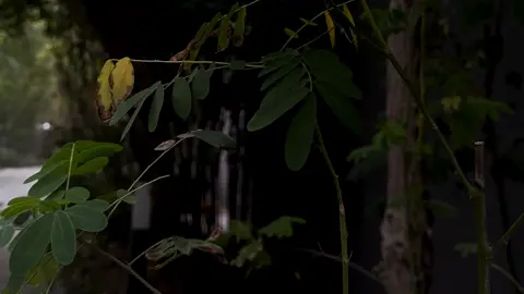 ‎لاتُحْمَدُ يا سَيِّدِي إِلاّ بِتَوْفِيقٍ مِنْكَ يَقْتَضِي حَمْداً  - دعاء بعد صلاة زيارة الامام الرضا ع -