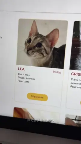 Hey guys i'm Pimpi😂😂 what's your cat name ?