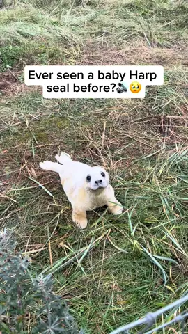 Baby harp seals, known as pups, are born on the ice in the North Atlantic and Arctic Oceans, particularly around Canada, Greenland, and Russia. They are easily recognized by their fluffy white fur, which helps them blend into the snowy environment and stay warm. For the first few weeks of their lives, they remain on the ice, nursing from their mothers and gaining weight rapidly. As they grow, their white coat sheds, and they develop the silvery-grey fur of adult harp seals before venturing into the water. Video credit goes to: daisyjones._ on TikTok Feel free to explore the gallery of these pages, where you can express your support, admiration, and indulge in more amazing wildlife photography. #animal #cuteanimals #animallovers #seal #seallover #babyseal #cutebabyseal #babyharpseal #cutebabyharpseal 