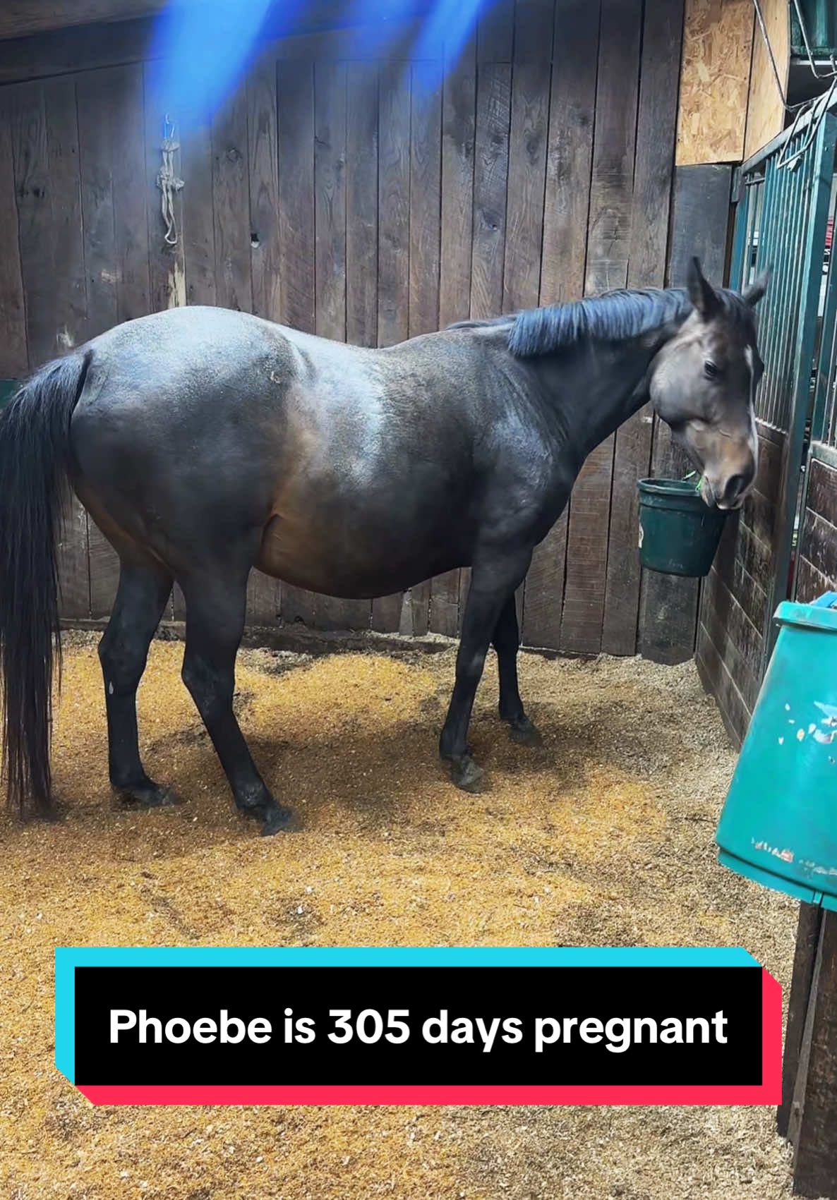 Phoebe is 305 days pregnant❤️🐴 #foalingseason #foalwatch 
