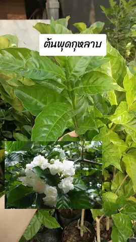 ต้นพุดกุหลาบดอกสีขาวสวยมากค่ะติดดอกตลอดทั้งปีเหมาะกับเป็นไม้ประดับดอกสวยมาก #ต้นไม้หายาก #ต้นไม้มงคล #ต้นไม้ประดับ #ต้นไม้ฟอกอากาศ #ต้นไม้ในบ้าน #ต้นไม้ #ต้นไม้ออนไลน์ #ถุงปุ๋ยต้นไม้ออนไลน์ 