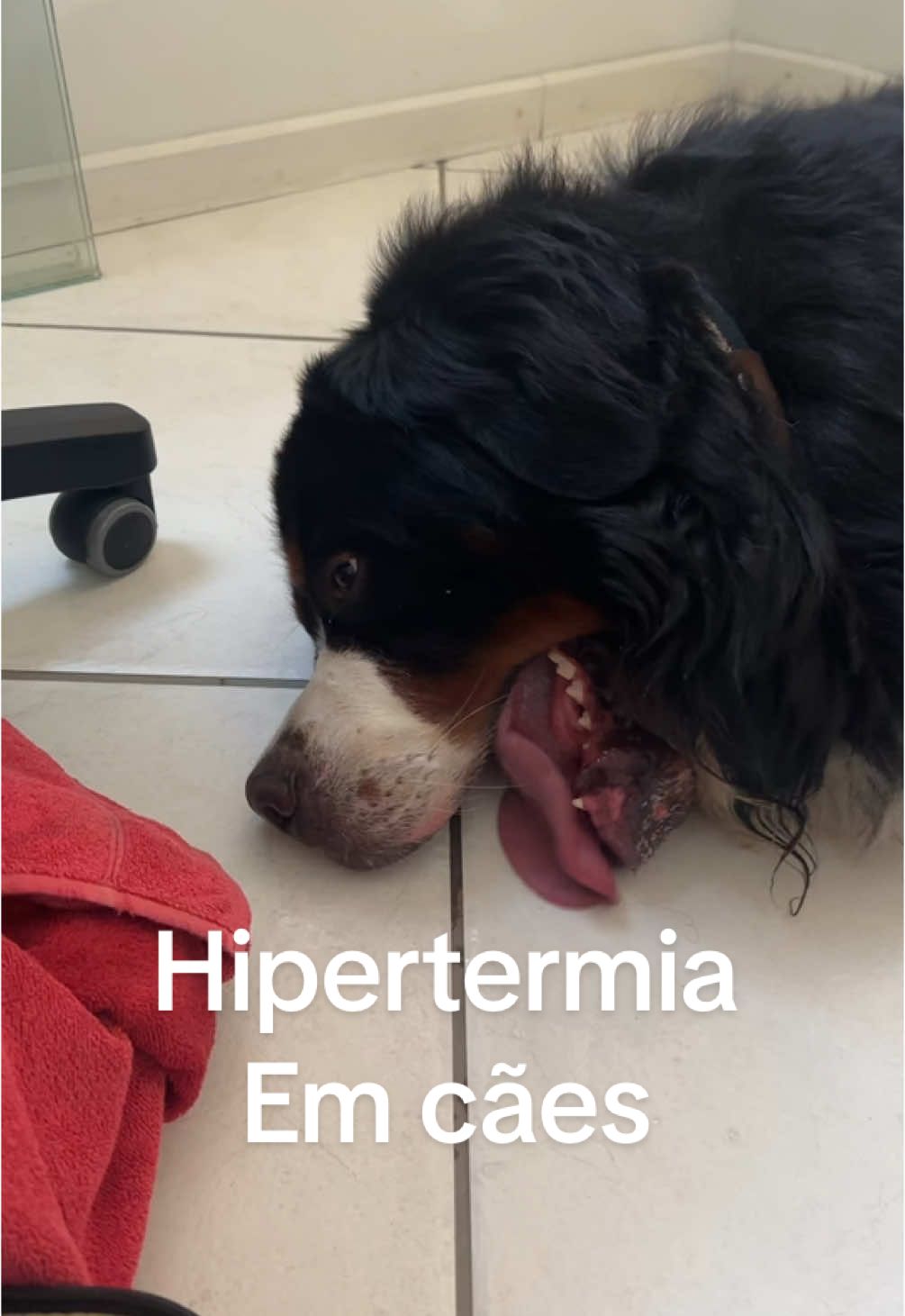 Dia 5/02/25 quase foi trágico por um descuido. Um passeio inocente após as 18 horas. Foi de repente. Veterinários nos orientaram via WhatsApp e no fim deu tudo certo. Dicas:  🔥 Hipertermia em Cães: Como Identificar e Agir Rápido! 🔥 Você sabia que cães não suam como nós e podem superaquecer rapidamente? 🐶☀️ A hipertermia (aumento excessivo da temperatura corporal) pode ser fatal se não for tratada a tempo! 🆘 Sinais de alerta: ✅ Respiração ofegante intensa ✅ Língua muito vermelha ou roxa ✅ Salivação excessiva ✅ Fraqueza ou desorientação ✅ Vômito ou diarreia ✅ Desmaios ou convulsões (casos graves) 🚫 O que NÃO fazer: ❌ Jogar água muito gelada no cão ❌ Colocar panos frios sobre o corpo inteiro ❌ Forçar a ingestão de água ❌ Ignorar os sinais de cansaço e insistir na atividade ✅ O que fazer IMEDIATAMENTE: 🔹 Leve o cão para um local fresco e arejado 🔹 Ofereça água fresca (sem forçar) 🔹 Umedeça as patas e a barriga com água fria (não gelada) 🔹 Use um ventilador para ajudar na dissipação do calor 🔹 Leve ao veterinário URGENTE! ☀️ Como prevenir? 🚫 Nunca deixe seu pet dentro do carro! 💦 Sempre ofereça água fresca e sombra 🏃‍♂️ Evite passeios nos horários mais quentes 🧊 Use tapetes gelados ou piscinas para refrescar A hipertermia pode matar em minutos! ⚠️ Compartilhe este post para que mais tutores saibam como proteger seus cães! 🐶❤️ #HipertermiaEmCães #CuidadoComPets #VerãoSeguro #PetSaudável #AmorPeludos