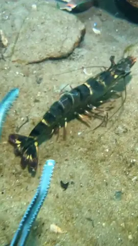 I didn't catch any flash shrimps when I was diving, but I caught some under the rocks. #diving #crab #catchthesea #seafood #seaside #fish 