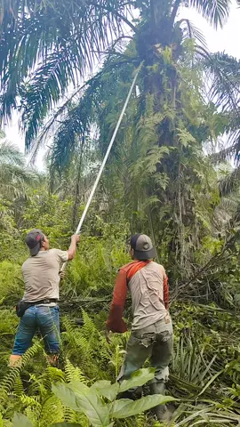 ternyata mau tapi malu🤭🤣#hiburankocak #pemanensawit #koplak #ketawa #lucu #joget #fypシ゚viral 