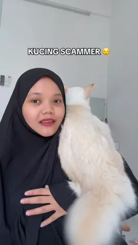 Hari demi hari makin jadi oyen?!!! Ini apa miska, this is not what i sign up for in 2021….. Setiap pagi tengok bulu dia selalu mengucap kepam warna bulunya 😌 #flamepoint #siamese #pincesstutipucca #fyp #foryou #meowbell #kucingcomel #kucing #kucinglucu 